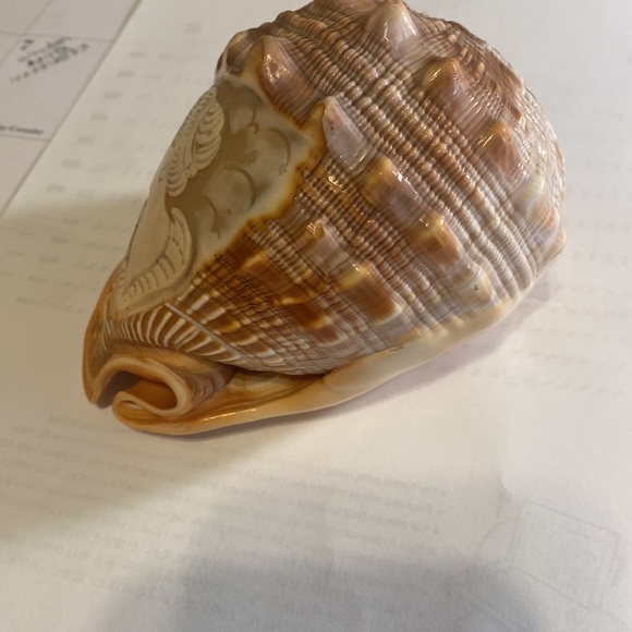 Hand carved conch seashell - Picture 2 of 5